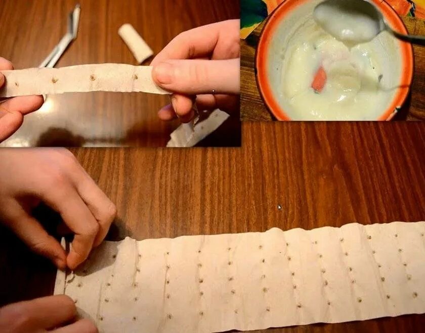 На какой клей клеить семечки для поделки. Чем можно приклеить шишки на картон. Посадка семян на туалетную бумагу. На что приклеить листья к бумаге для поделки. Аппликация из крупы.