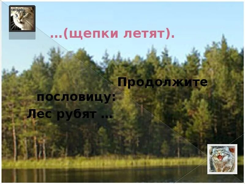 Лес рубят щепки летят значение. Лес щепка пословица. продолжение пословицы лес рубят. продолжить пословицу лес рубят. пословица лес рубят.