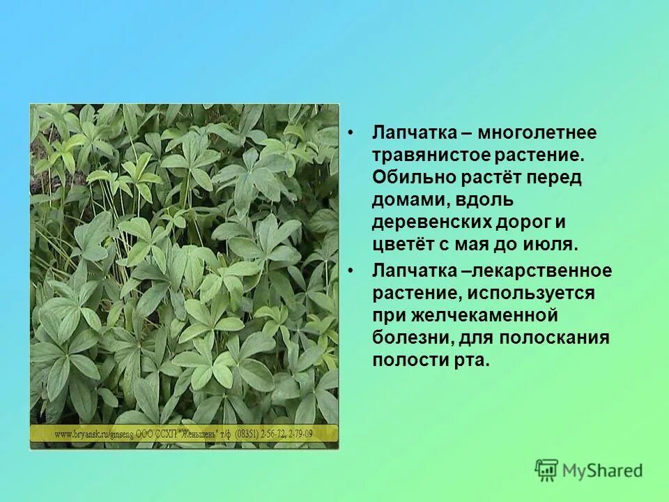 Многолетних травянистых растений признаки