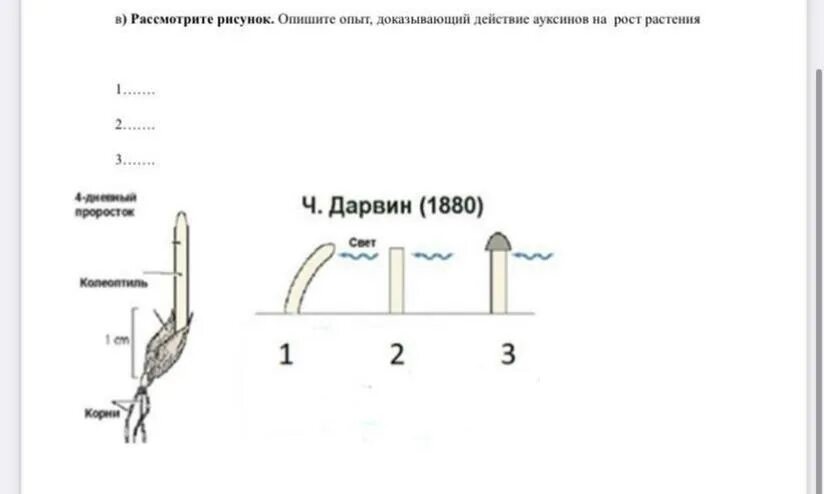 Рассмотрите рисунок 176 в и объясните почему. Рассмотрите рисунок. Опыт с ауксином роста. Опишите опыт. Действие ауксина.