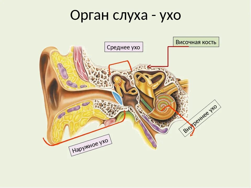 Орган слуха состоит из отделов. Орган слуха наружное ухо среднее ухо внутреннее ухо. Строение органов слуха органы слуха. Орган слуха ухо строение. Строение органа слуха человека.