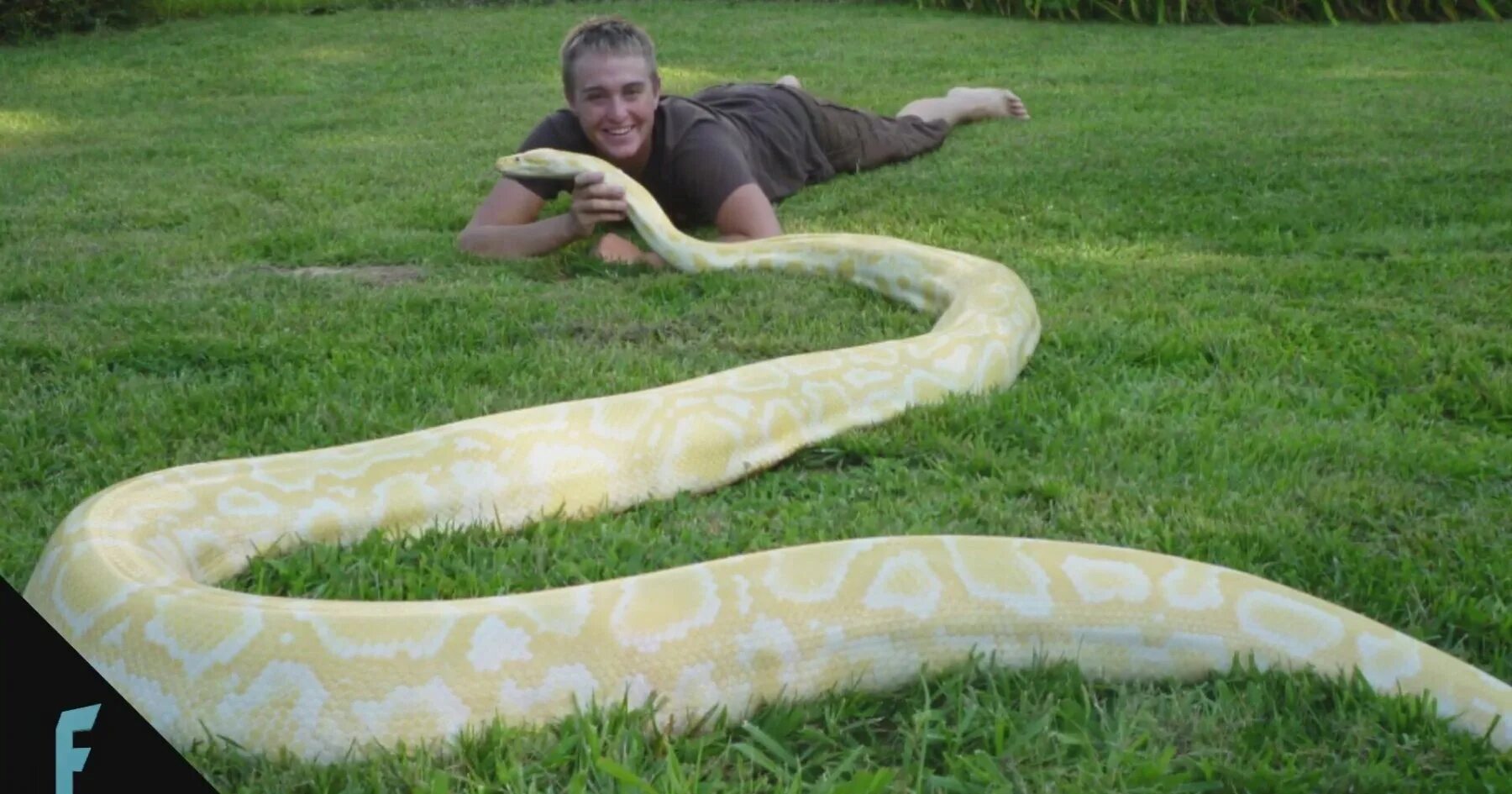 какой длины удав. новогвинейский аметистовый питон. питон тигровый королевский. иероглифовый питон. змея сетчатый питон.