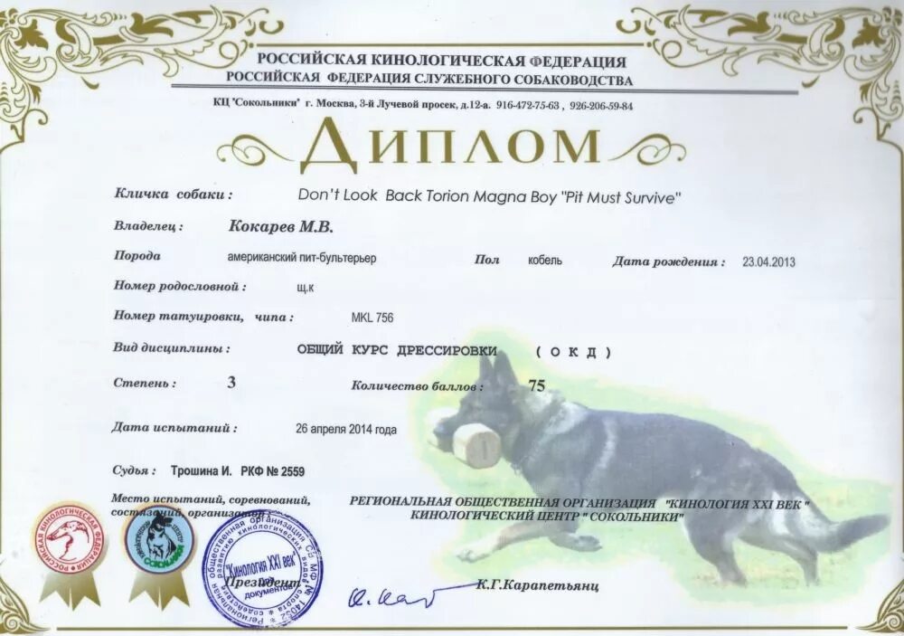 Допуск в разведение ркф. Сертификат окд для собак ркф. диплом ркф по окд. диплом собаки. диплом окд для собак.