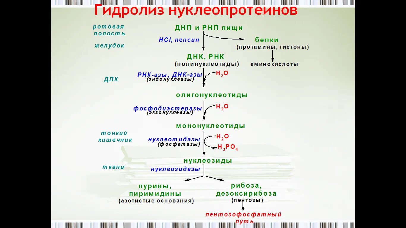 Переваривание нуклеопротеидов. Распад нуклеиновых кислот нуклеазы. Распад нуклеиновых кислот нуклеазы пищеварительного тракта и тканей. Распад нуклеиновых кислот в ЖКТ. Пепсин амилаза соляная кислота слизь