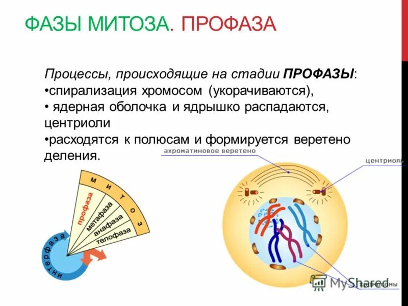 В профазе происходит спирализация хромосом