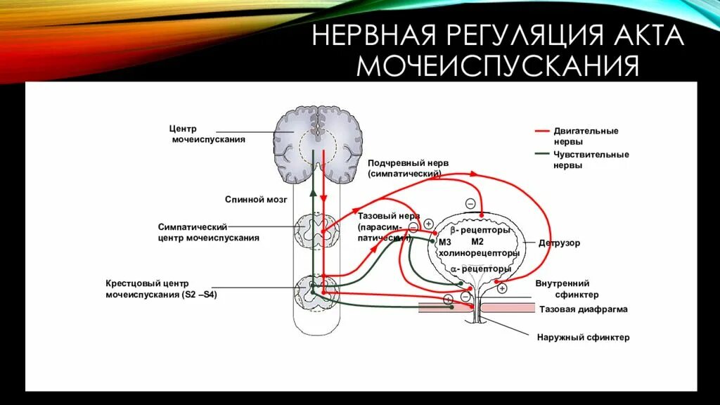 Рефлекторная дуга мочеиспускания схема. Рефлекторная регуляция мочеиспускания. Схема рефлекторной дуги акта мочеиспускания. Нервная регуляция мочеиспускания.