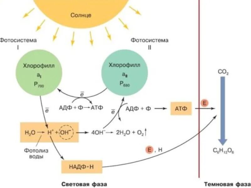 Общая схема фотосинтеза фотосистема. Фотосистема 1 и 2 фотосинтез схема. Фотосинтез фотосистема 1 схема. Схемы фотосинтеза 11 класс биология. Фотолиз воды в хлоропласте происходит в