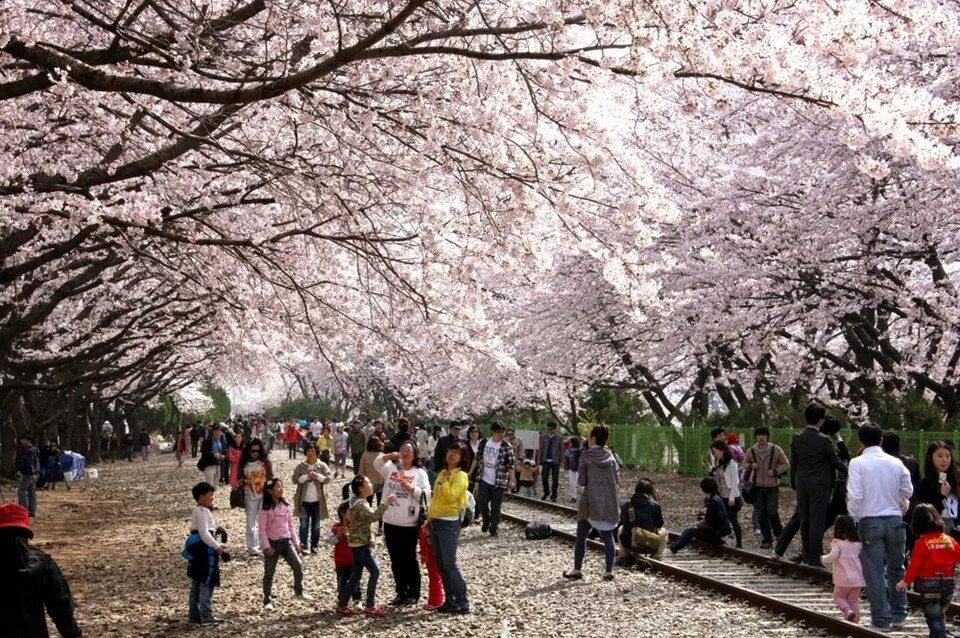 Южные сакуры. Сеул парк Сакуры. Корея Сеул Сакура. Цветение Сакуры в Южной Корее.