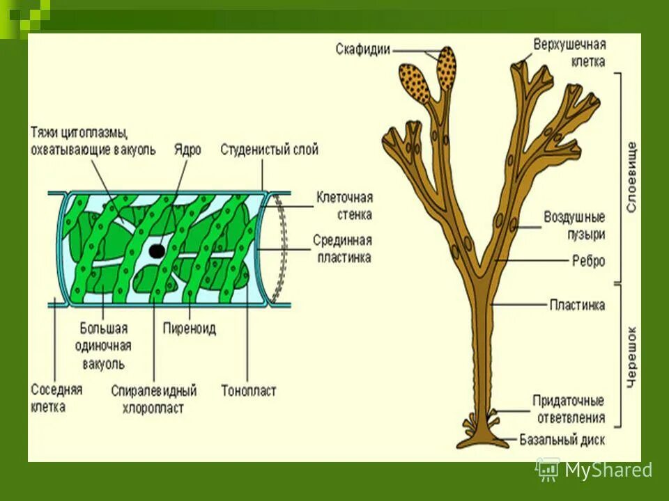 Клетка бурой водоросли. Строение многоклеточных водорослей. Строение многоклеточной водоросли ламинарии. Многоклеточные водоросли схема. Многоклеточные водоросли строение клетки.