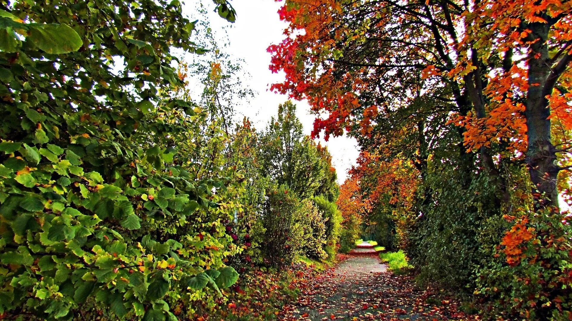 В старом парке есть кленовая аллея. Кленовая аллея осенью. Клен парк. Осень Кленовая аллея. Красные листья аллея.