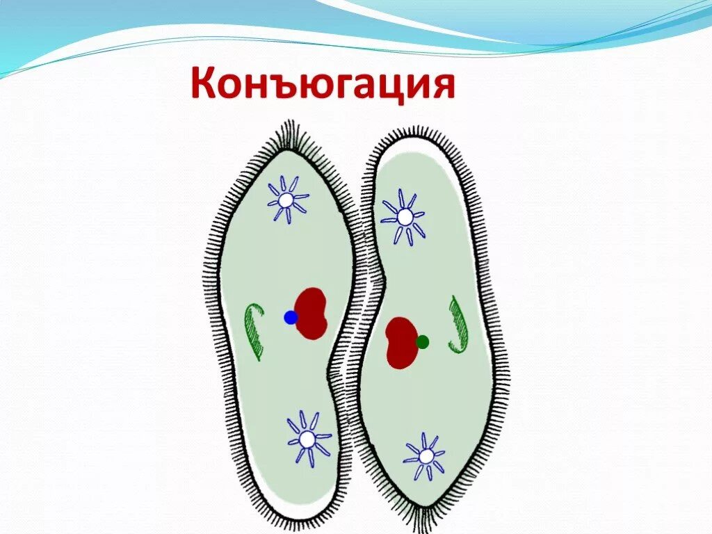 Инфузория туфелька конъюгация. Инфузория туфелька размножение конъюгация. Размножение инфузорий конъюгация. Конъюгация инфузорий схема.