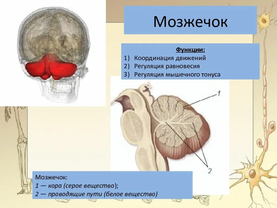 3 функции мозжечка. Функции отделов головного мозга мозжечок. мозжечок строение и функции. регуляция мышечного тонуса структура головного мозга. основные функции мозжечка.