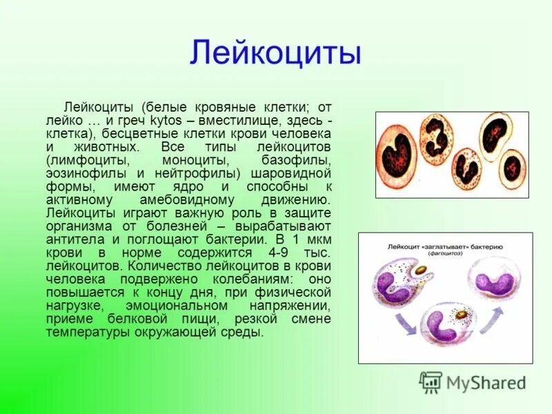Эритроциты в крови имели ядро. Число хромосом в лейкоцитах. Цитогенетический метод исследования наследственных заболеваний. Цитогенетический метод генетики кратко. Число хромосом в лейкоцитах человека.