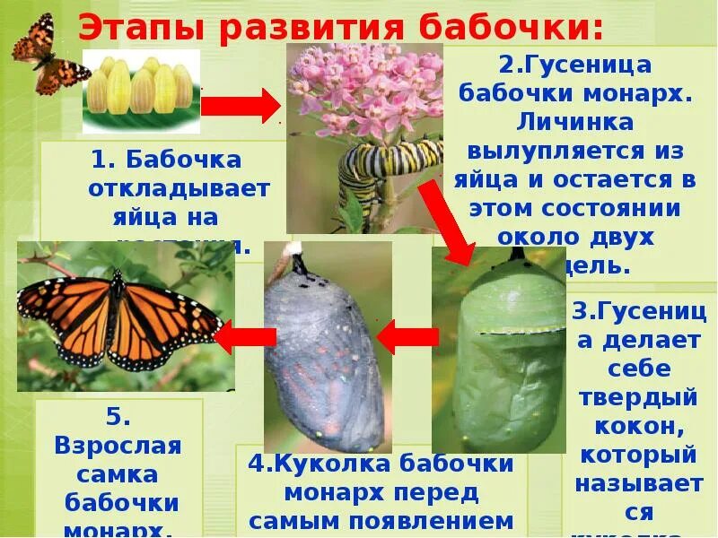 Стадии развитие животных. Этапы развития бабочки. гусеница этапы развития. размножение и развитие бабочки. стадии развития бабочки.