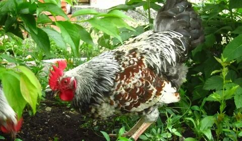 Куры котляревская отзывы