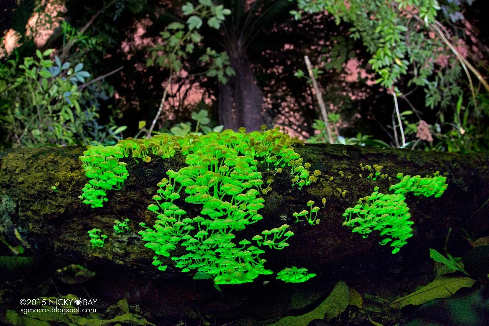 Грибы фотосинтезируют. Poromycena manipularis. Poromycena manipularis гриб. Гриб гнилушка. Мицена хлорофос гриб.