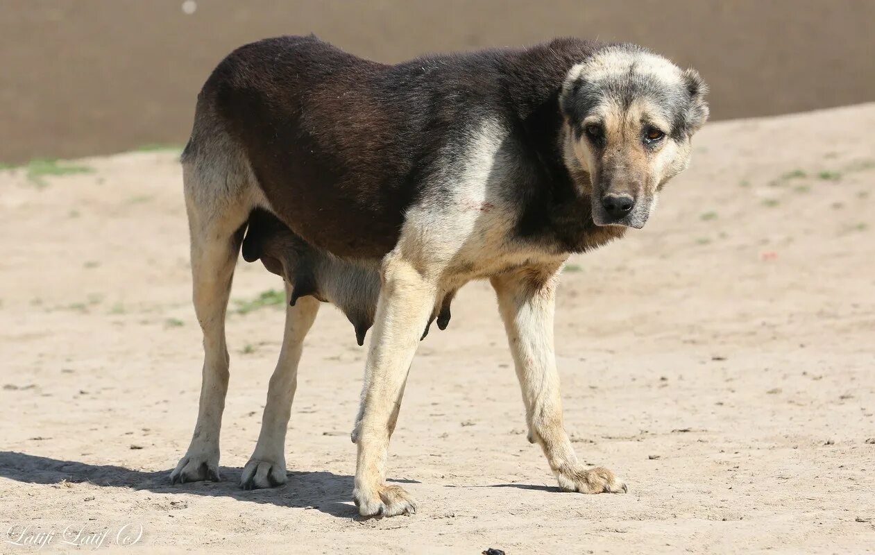 Таджик собаки