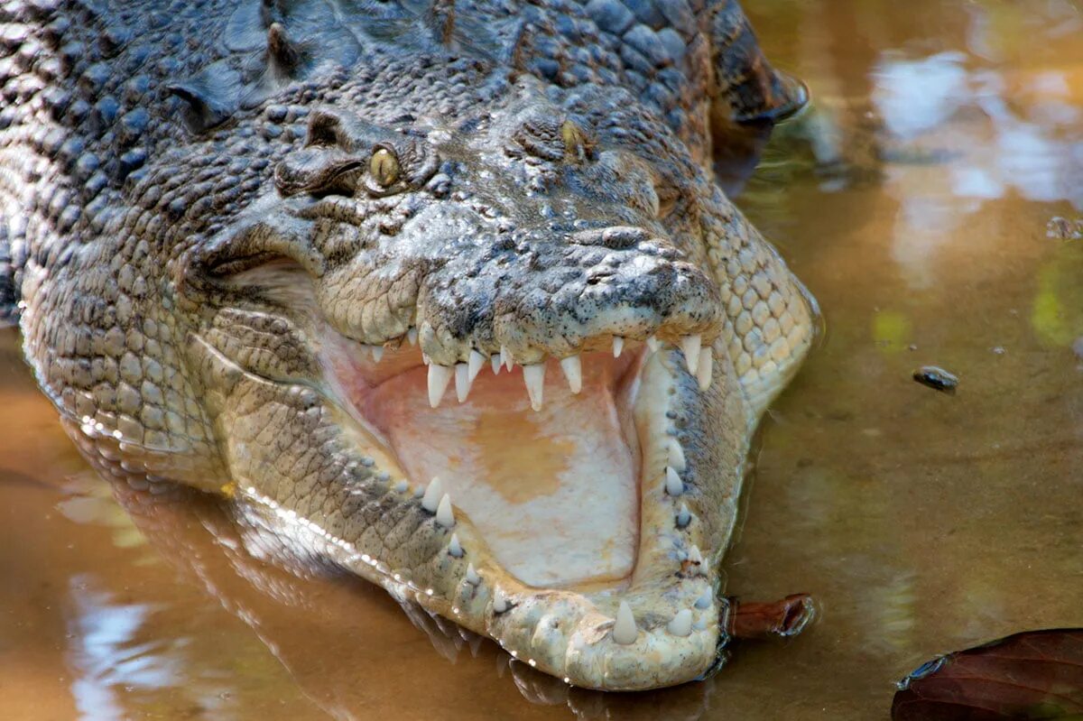 Большая крокодила где послушать. Гребнистый крокодил. Гребнистый крокодил Кассиус.