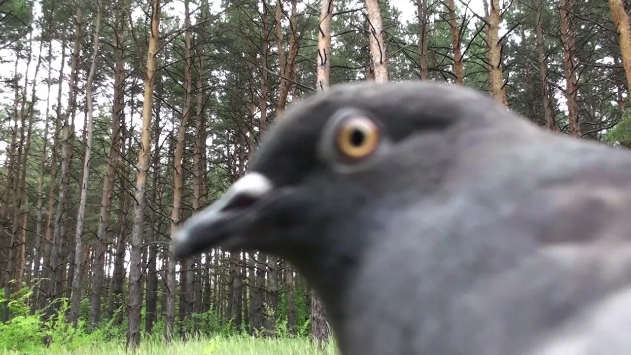 Голубь уличный. Лесной голубь вяхирь. Голубь в лесу. Городской голубь. Вяхирь голубь.