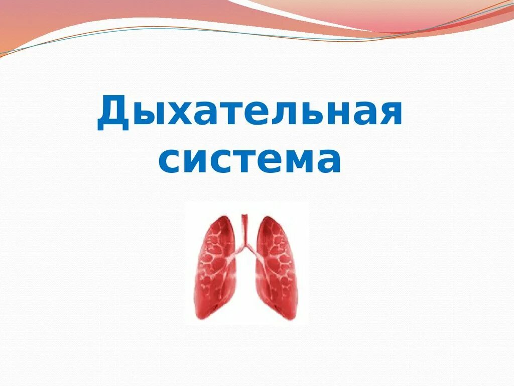 Дыхание и кровообращение вопросы. Дыхательная система. Дыхательная система презентация. Органы дыхания для презентации. Дыхательная система человека 3 класс.