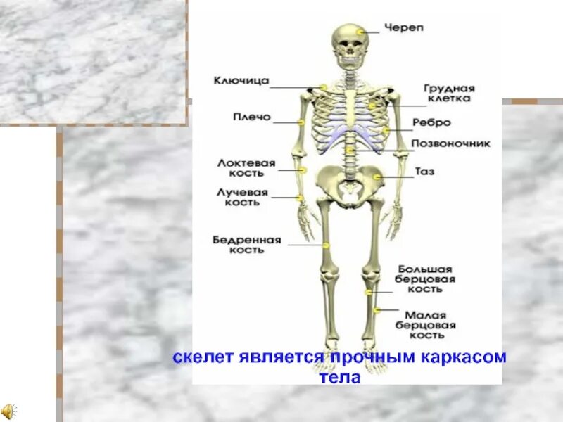 Скелет здорового человека. Как выглядит скелет здорового человека. Крепкий каркас нашего тела это скелет. К внутреннему скелету относятся