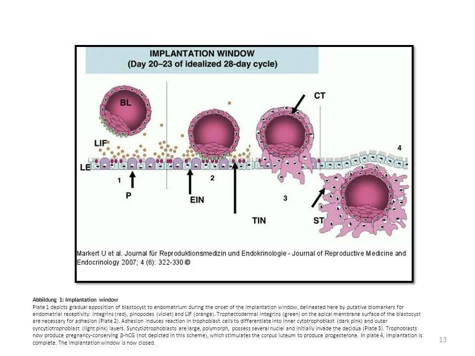 На какой день происходит имплантация после овуляции. Имплантация бластоцисты гистология. Имплантация бластоцисты в эндометрий. Процесс имплантации эмбриона. Имплантация бластоцисты в эндометрий матки.