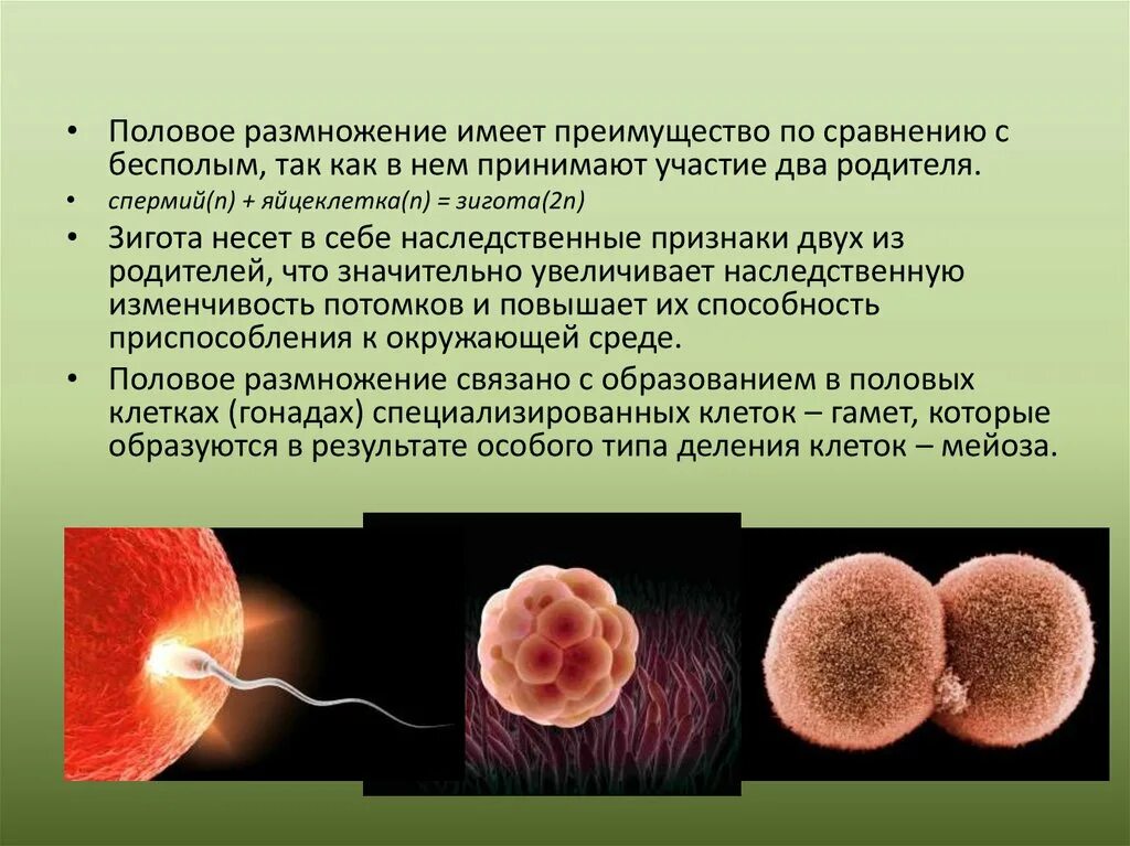 Половое размножение яйцеклетка оплодотворение зигота. Половое размножение зигота. Организмы размножающиеся половым путем. Гаметы зигота оплодотворение.