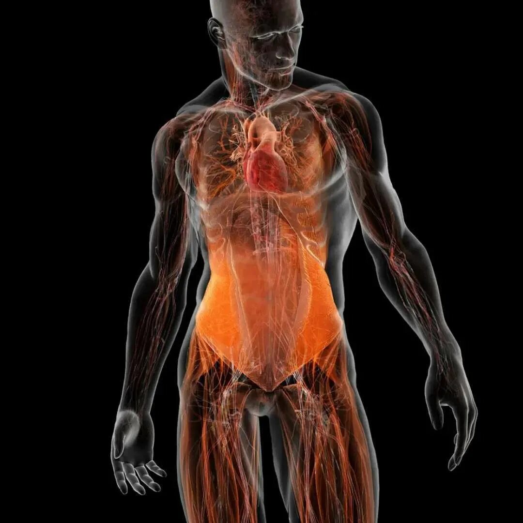 Xray art пинтерест. Церебро марвел. Цифровое тело человека. Церебро марвел. Invisible man xray.