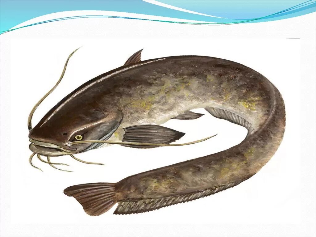 сомик краснохвостый аквариумный. обыкновенный сом пресноводные рыбы. рыба сомик речной. обыкновенный сом пресноводные рыбы. сом обыкновенный silurus glanis.