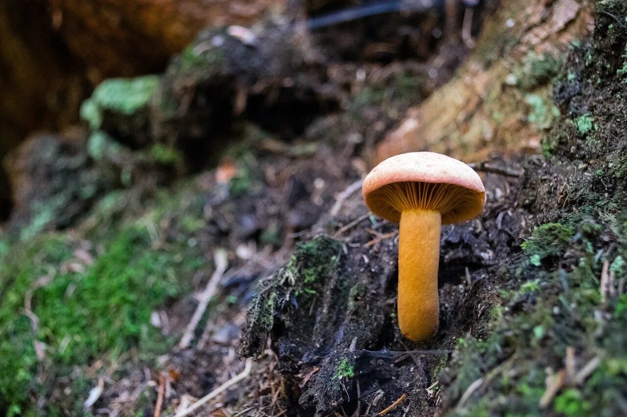 Шляпка лисички грибы