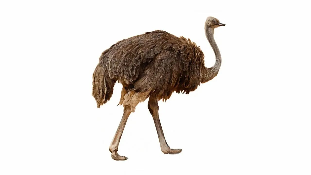 Страус на английском произношение. Страус переводчик. Страус эму информация. Страус эму интересные факты. Страус по английскому.