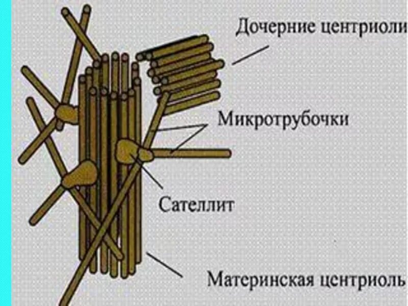 Клетка клеточный центр рисунок. Клеточный центр строение рисунок. Центриоли и микротрубочки функции. Схема строения клеточного центра. Строение клетки центросома.