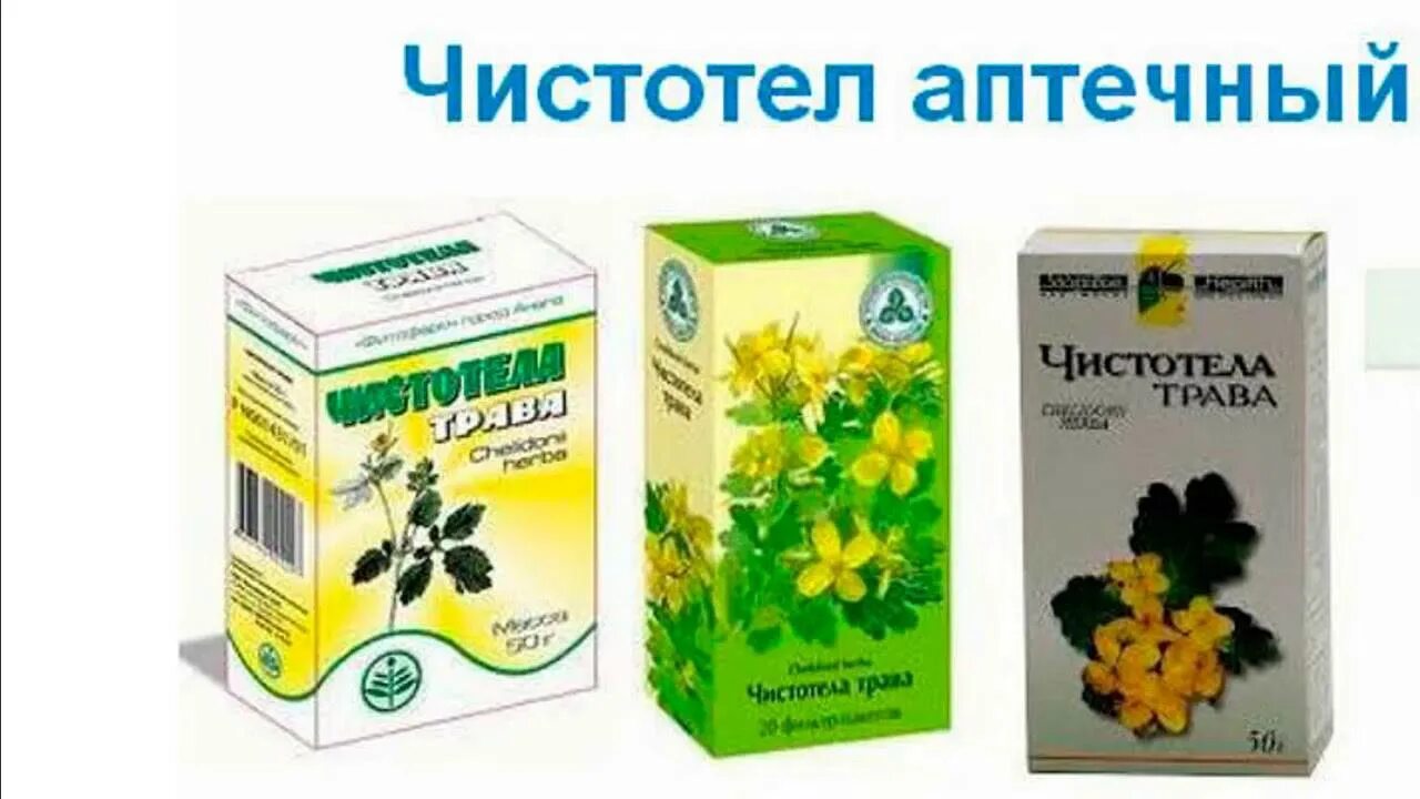 чистотел растение в онкологии. чистотел от миомы. фитосвечи с маслом черного тмина. сок листьев лопуха лечебные. чистотел при миоме матки.