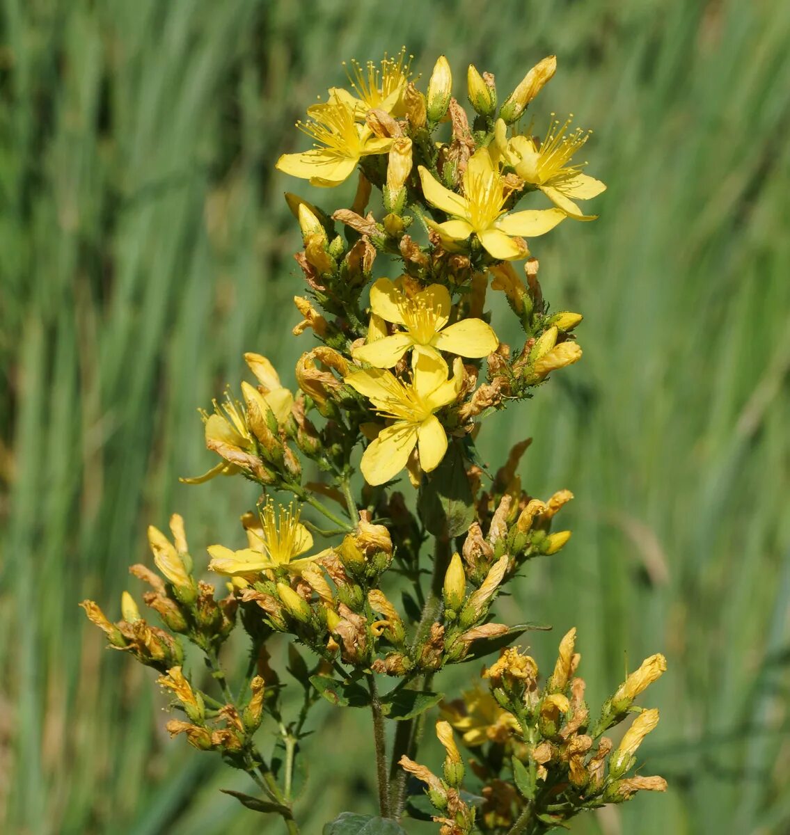 Зверобой похожие. Зверобой жестковолосый. Зверобой волосистый - Hypericum hirsutum. Зверобой монетчатый. Зверобой Крымский куст.