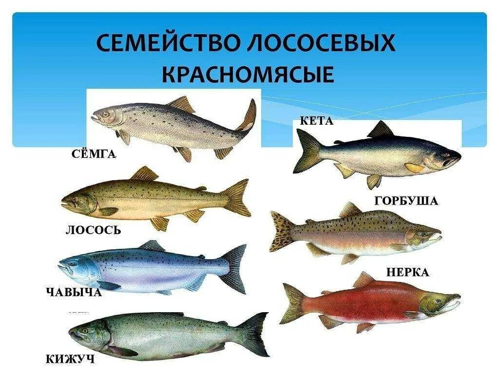 Как отличить рыбу. Рыбы семейства лососевых названия. Рыба семейства лососевых относится к группе сиговых. Красная рыба семейство горбуши. Название красных рыб семейства лососевых.
