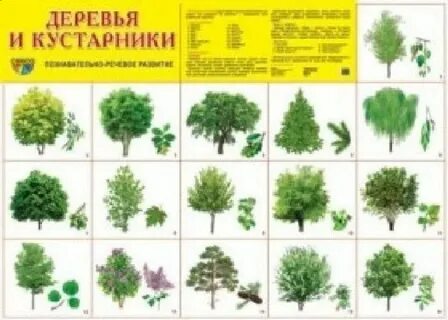 Развитие речи деревья и кустарники