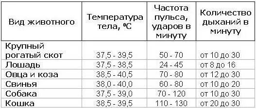 Температура кошки 39 5. Температура тела у кошек и собак в норме. Какая температура тела у собаки в норме. Нормы температуры пульса и дыхания у КРС. Температура тела у коровы в норме.