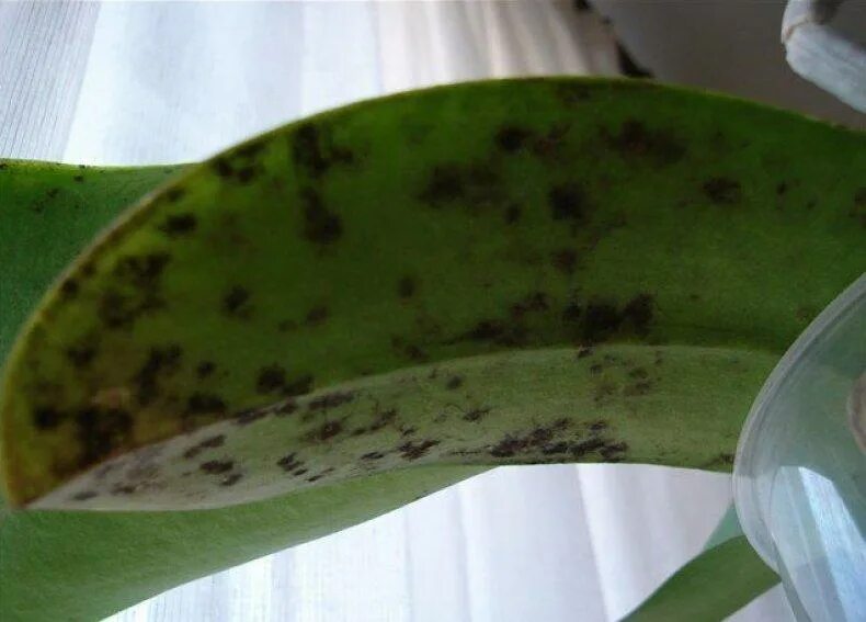 Почему покрываются пятнами листья. Антракноз орхидеи. Болезни орхидей сажистый грибок. Антракноз фаленопсиса. Бактериальная пятнистость орхидеи.