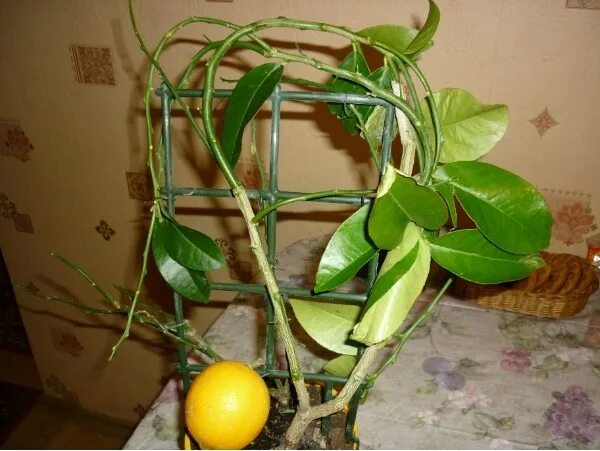 Цитрус лимон мейера комнатный. Авито лимон. Авито лимон. Авито лимон. Лимон лунарио описание.