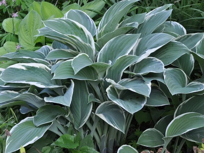 Хоста tom schmid. Хоста регал сплендор. Хоста том шмидт. Хоста том шмид hosta tom schmid. Хоста tom schmid.