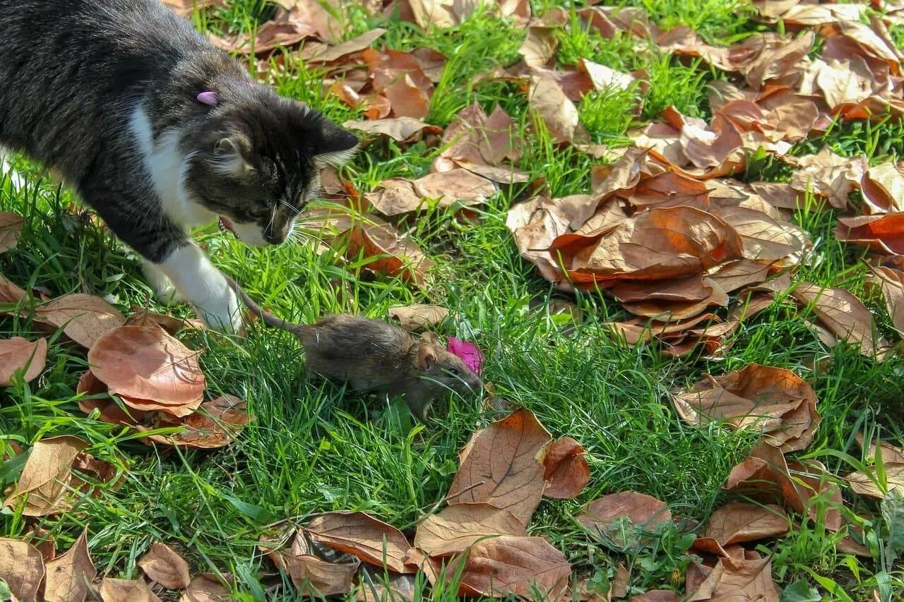 Кот охотится на мышь. Кот поймал мышку. кошки охотятся на грызунов. коты ловят мышей.