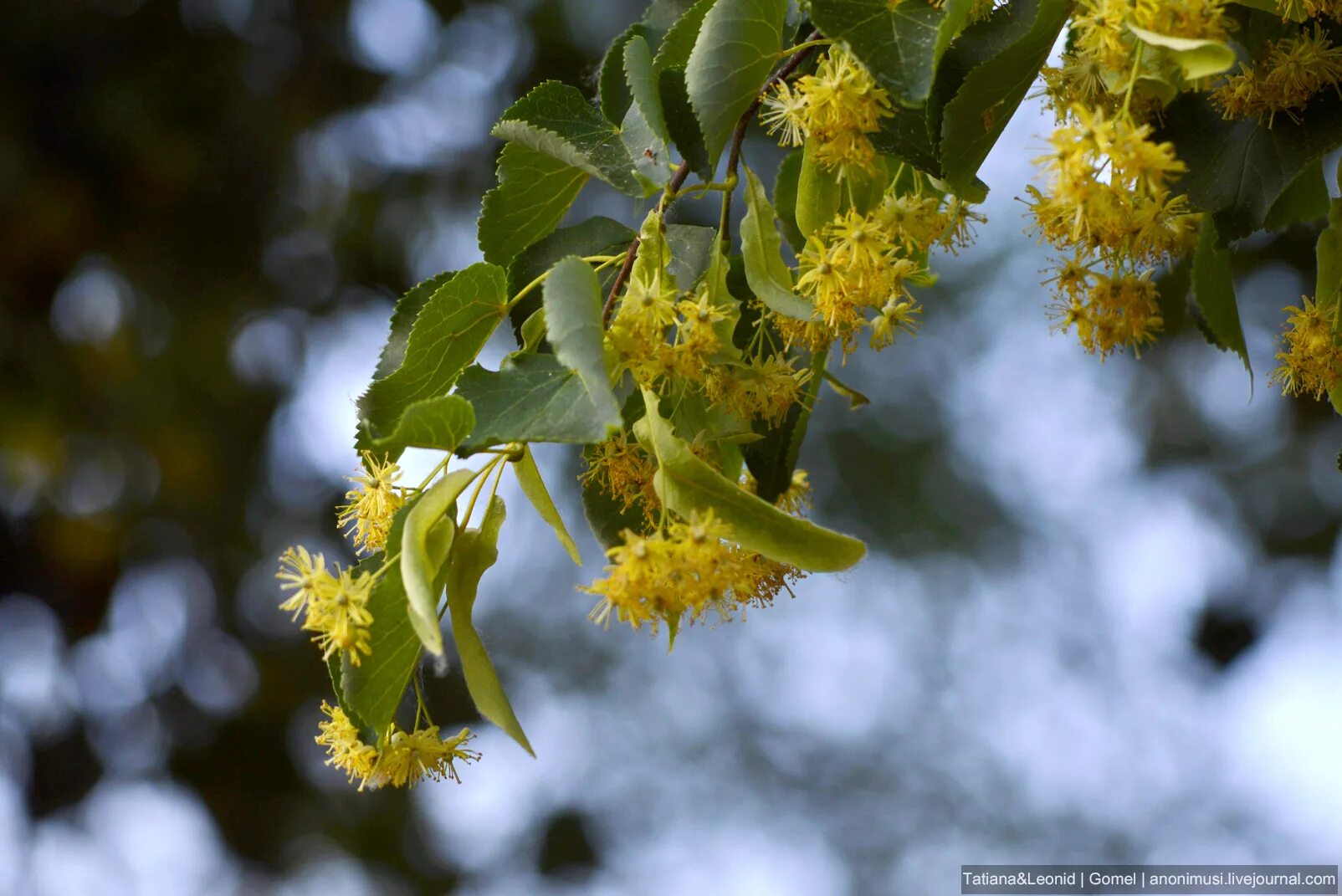 цвет липы 1. липа нащокина. липа t. липа сердцевидная ветка. липа растение.