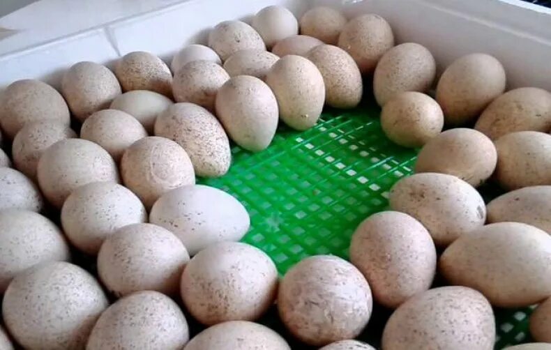 Купить яйцо ростовская область. Яйцо инкубационное индюшиное Биг 6. Индюшиные яйца. Яйцо инкубационное индюшиное. Инкубационное яйцо индейки Хайбрид.