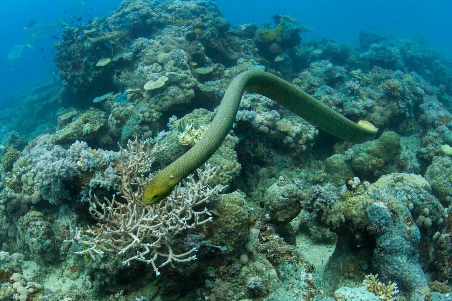 Большие морские змеи. Морской крайт плоскохвост. Большие морские змеи. Морская змея плоскохвост. Морская змея большой барьерный риф.