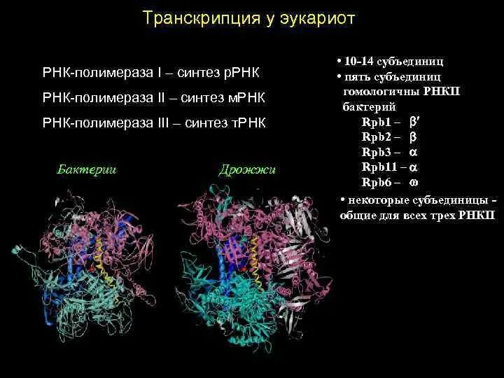 Полимеразы прокариот. Строение РНК полимеразы у эукариот. РНК полимераза эукариот строение. Исходный продукт синтеза РНК ферментом РНК полимераза. РНК-полимераза 1 эукариот строение.