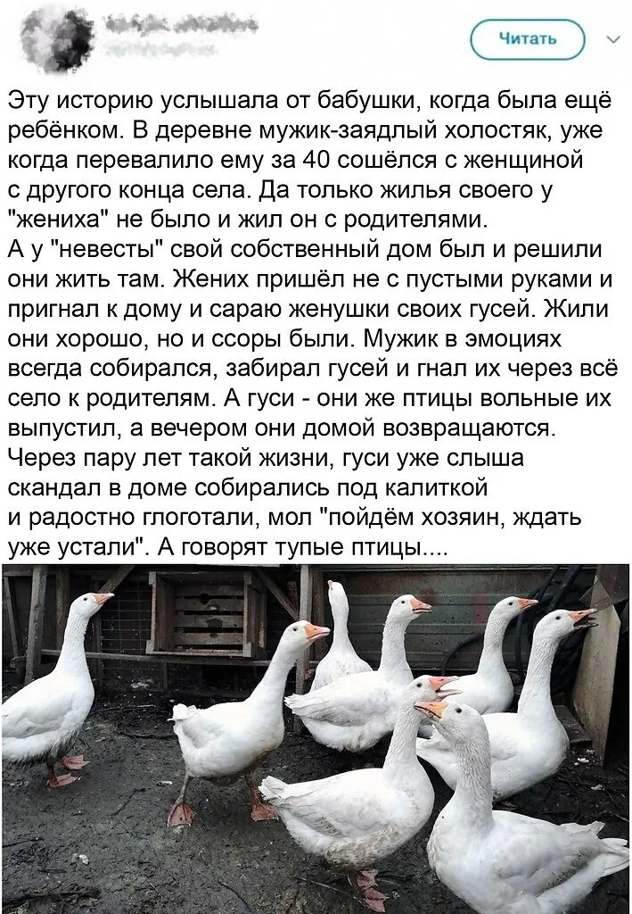 Конструкция i have got для детей. Предложения с have и has. Составить предложение со словом has. Составить предложение со словом has. Составить предложение со словом has.