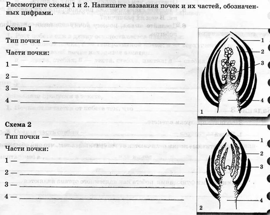 Тест стр 6 2 класс. Строение побега и почки 6 класс биология. Задания по биологии на тему почка. Строение почки 6 класс биология. Задания с картинками листья и почки.