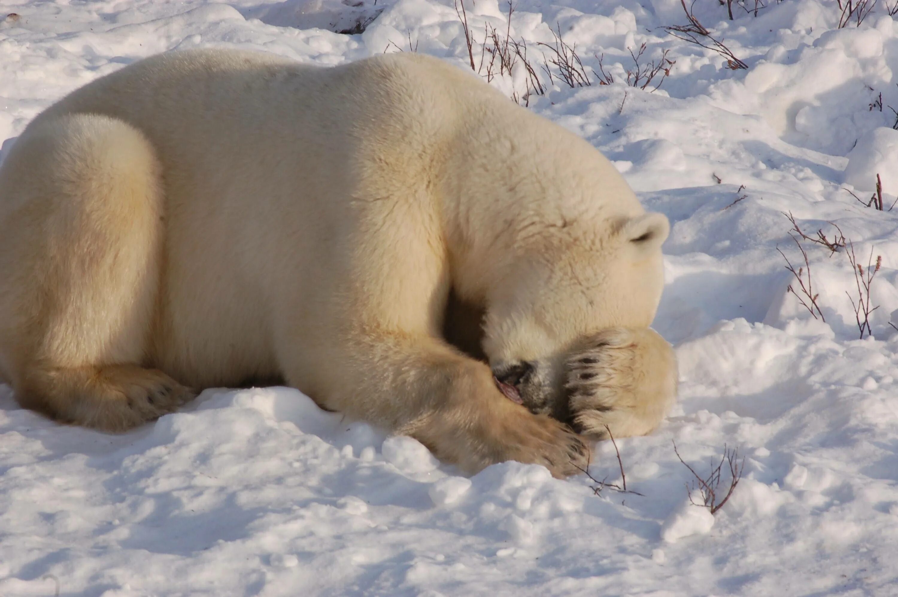 Медведь умывается. Белый медведь. Спящий белый медведь.