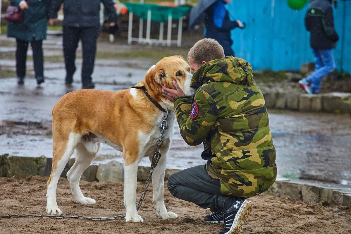 Приют лесопилка. Собачий приют Псков. Собачий приют Псков Лесопилка. Приюты для собак в Псковской области. Псковский приют для собак.