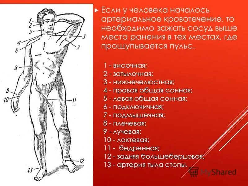 В каких местах прощупывается пульс. Места прощупывания пульса на теле человека. Перечислите места измерения артериального ркльса. Пальпация периферических артерий. Точки прижатия артерий на теле человека.